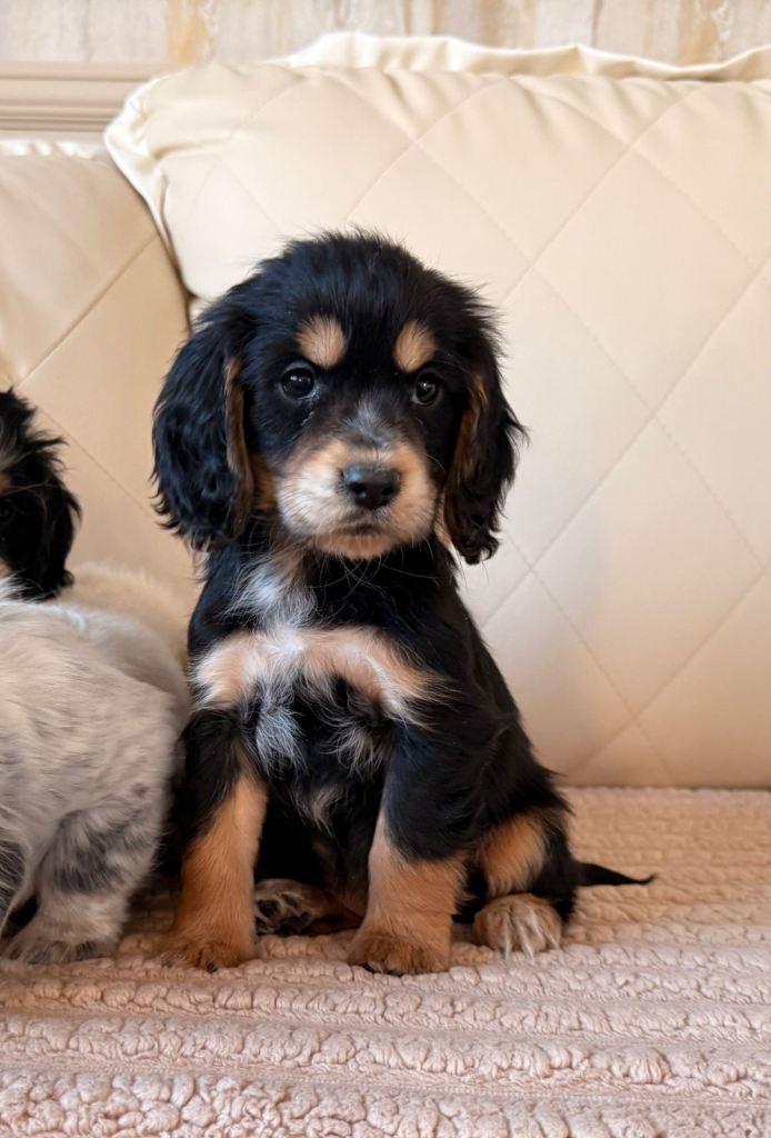Show type cocker spaniel puppies 