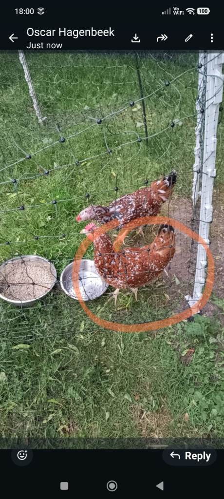 Hen for sale