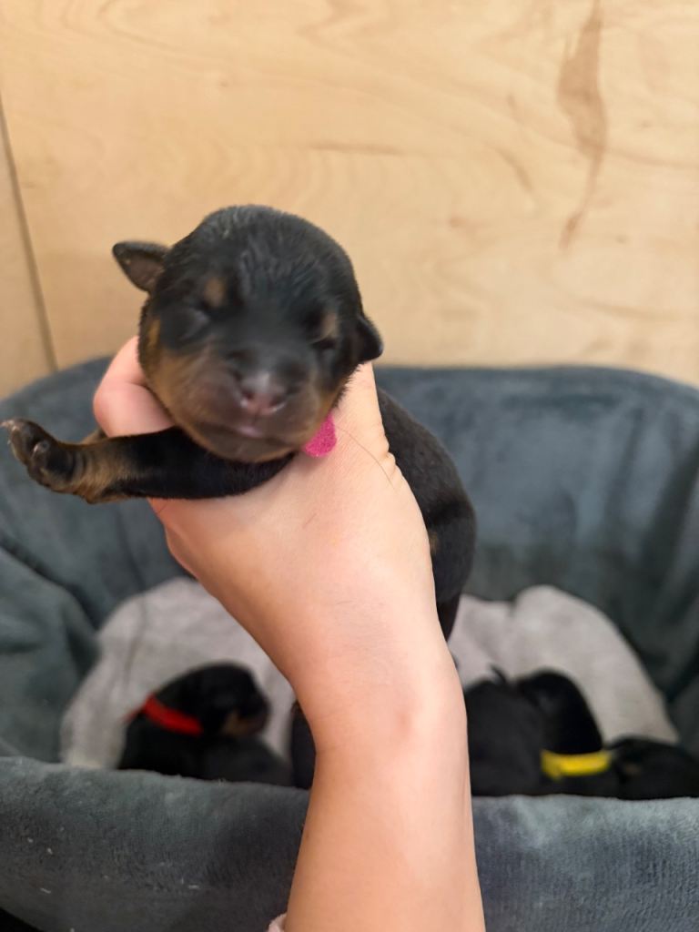 Chunky Rottweiler puppies 
