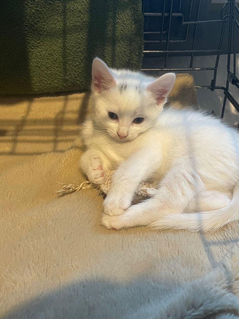 White Cat for Sale