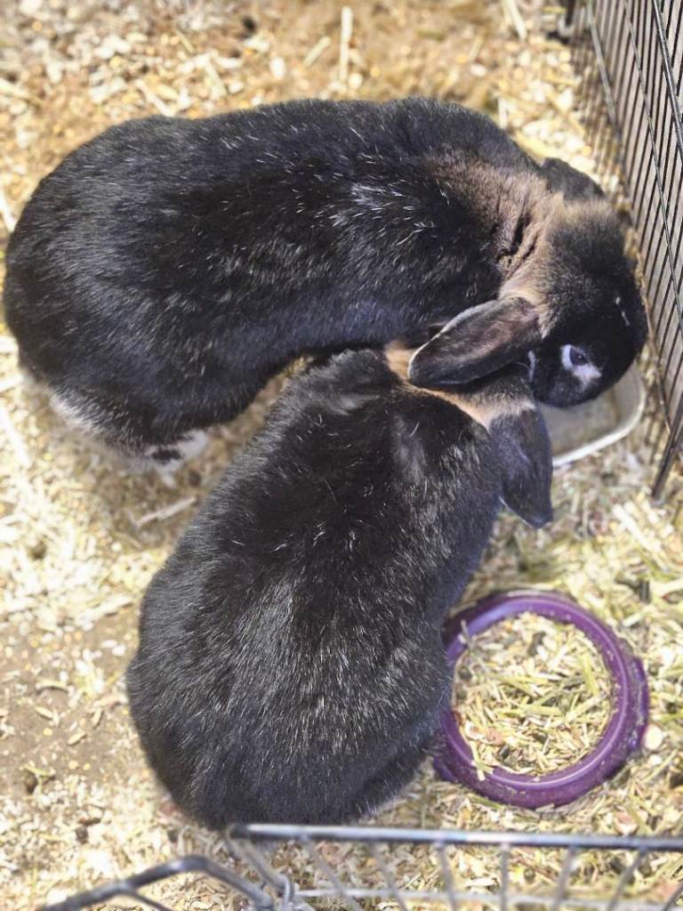 Two female rabbits need a good home