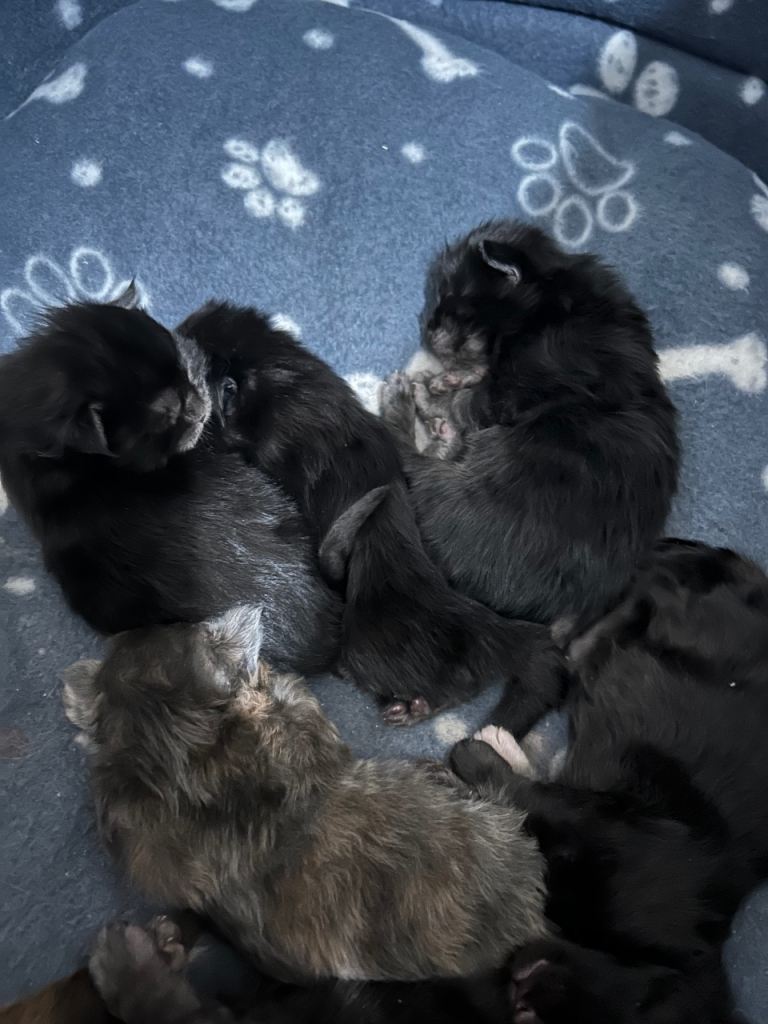 mainecoon kittens 