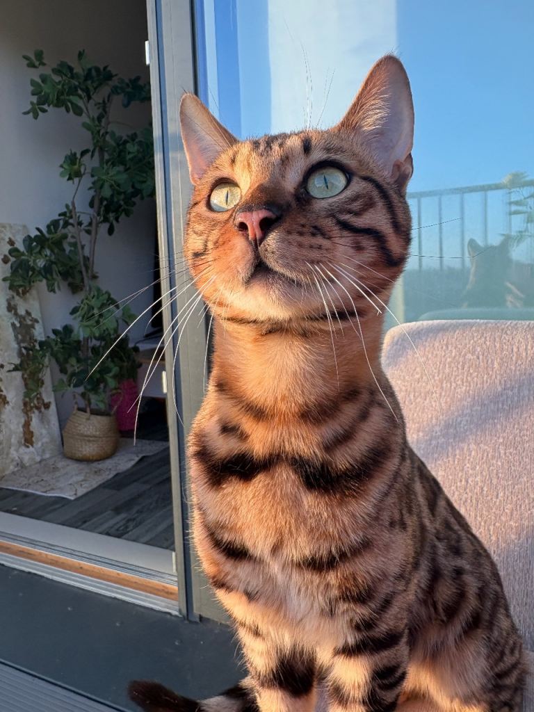 Beautiful Male Bengal 