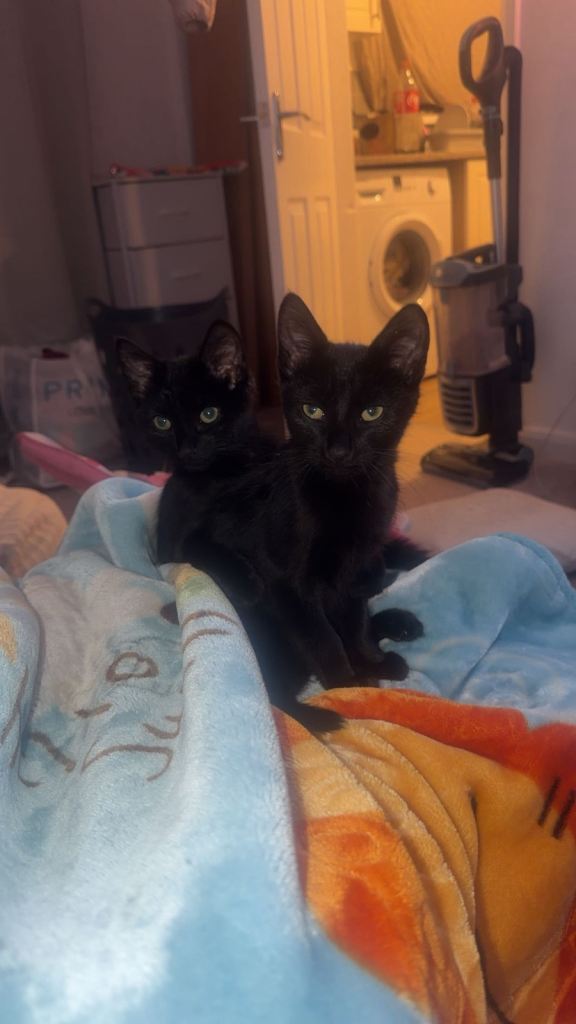 2 cats 