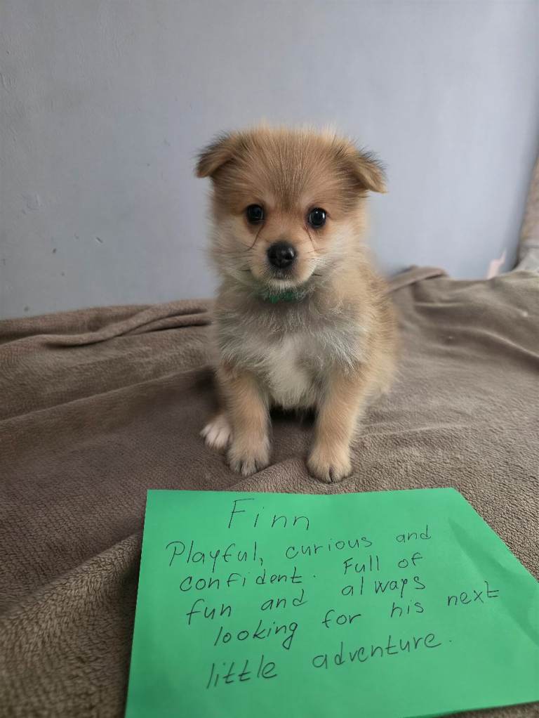 Yorkipom last two