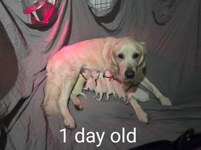 Golden retriever puppies *FEMALES REMAINING ONLY* 