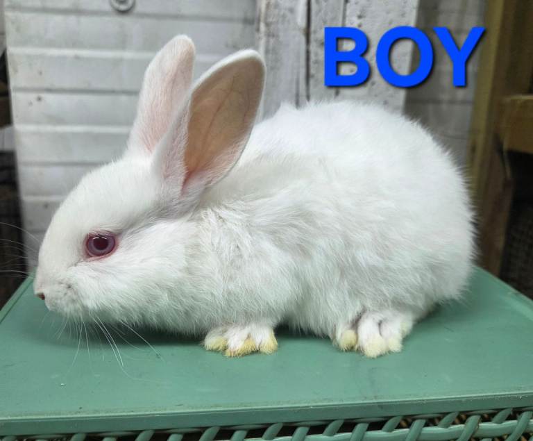 HAND REARED BABY RABBITS!!! VIEW ALL PICTURES!!