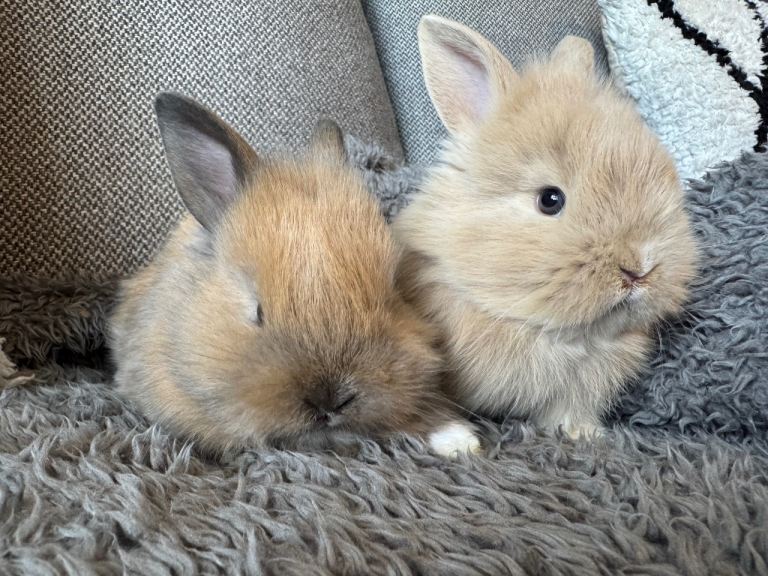 Baby bunnies looking for their forever homes. 