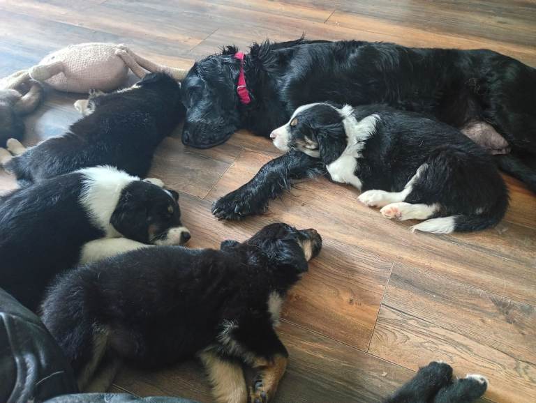 Mixed breed puppies