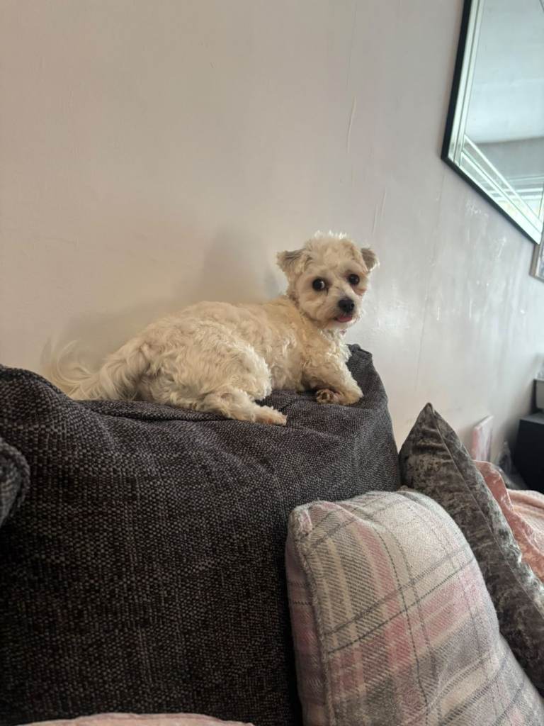 Puppy for sale