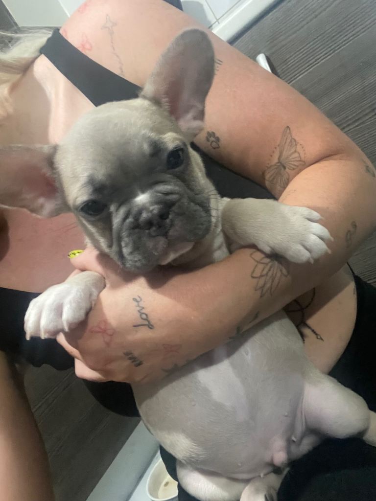 French bulldog puppies