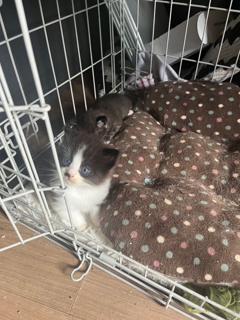   2 beautiful ragcoons kittens 