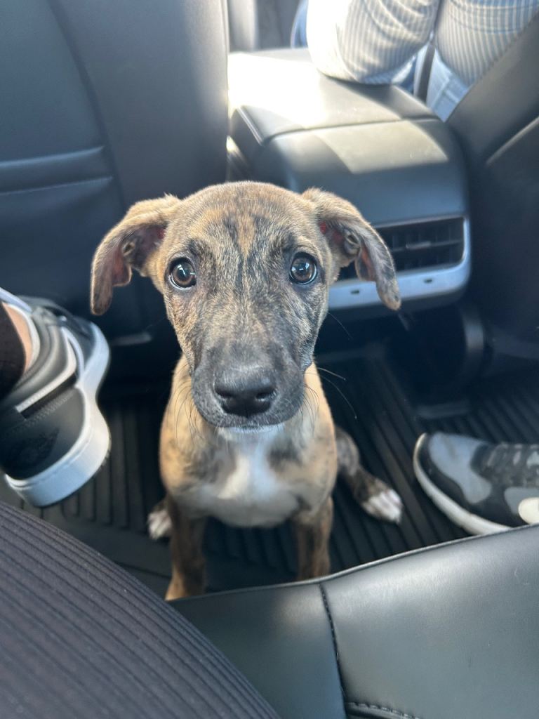 Lurcher puppy for sale 