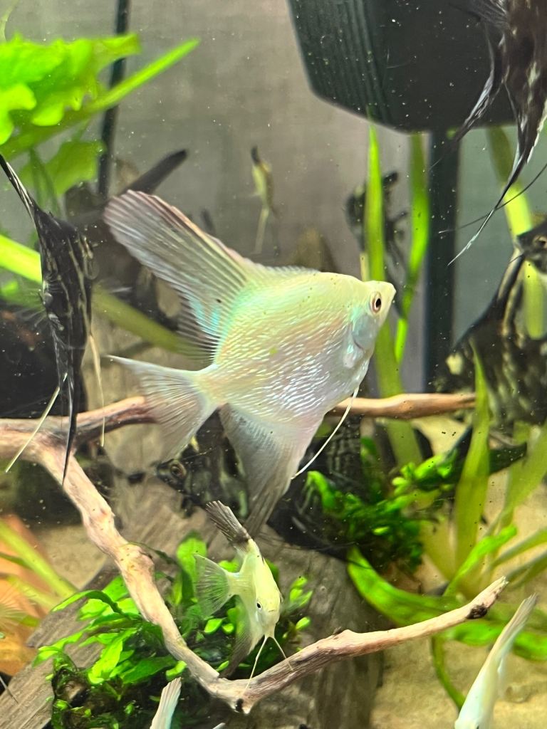 Tropical fish
