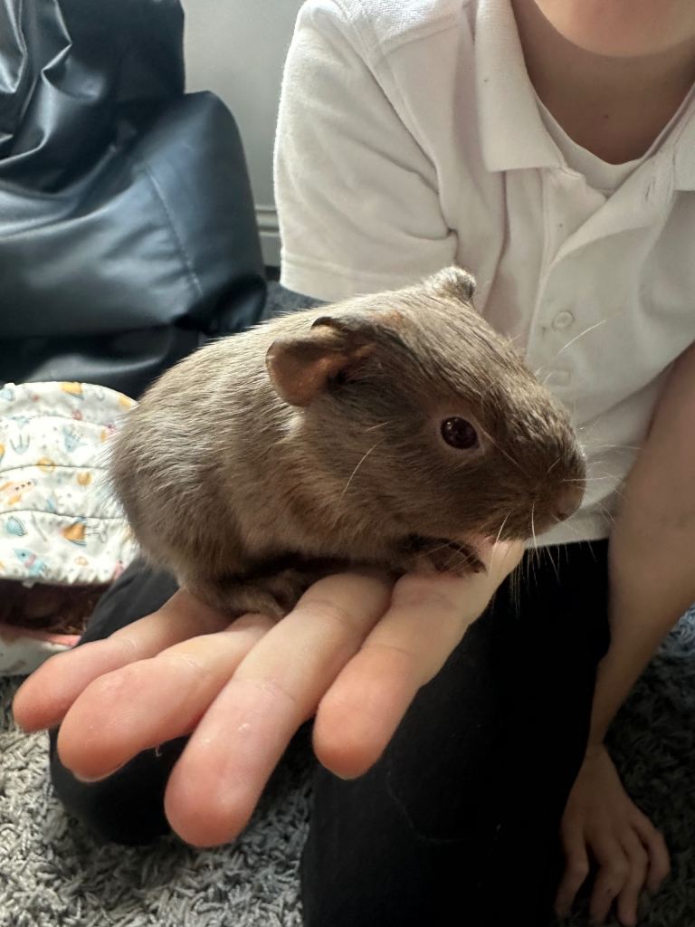 Guinea pig