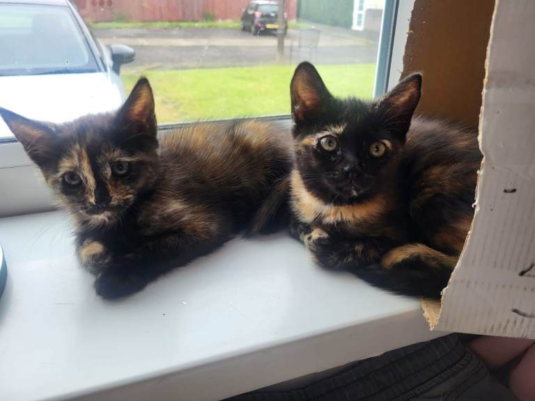 Kittens/Cats
