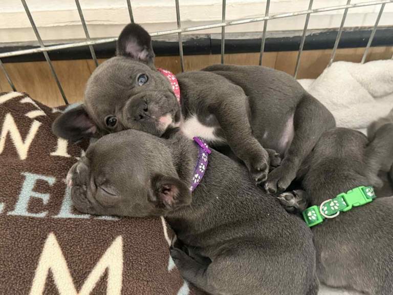 5 French bulldog puppies