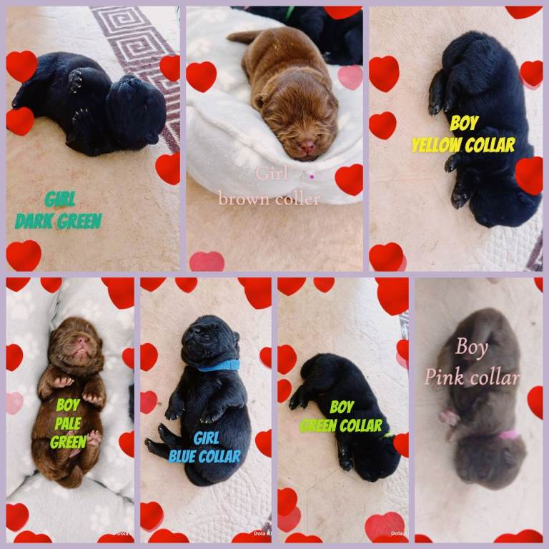 🐾 Adorable KC Registered Chow Chow Puppies For Sale 🐾