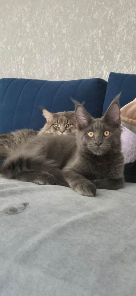 Maine Coon kittens 