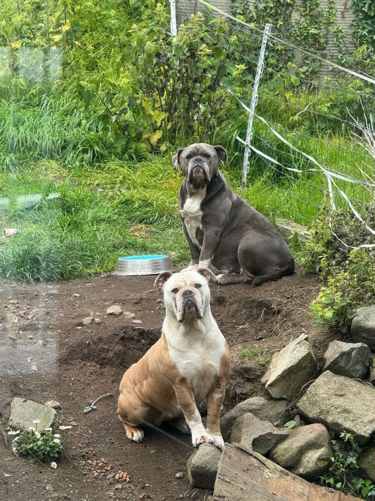Pedigree registered Olde English girls urgently seeking new caring owners.