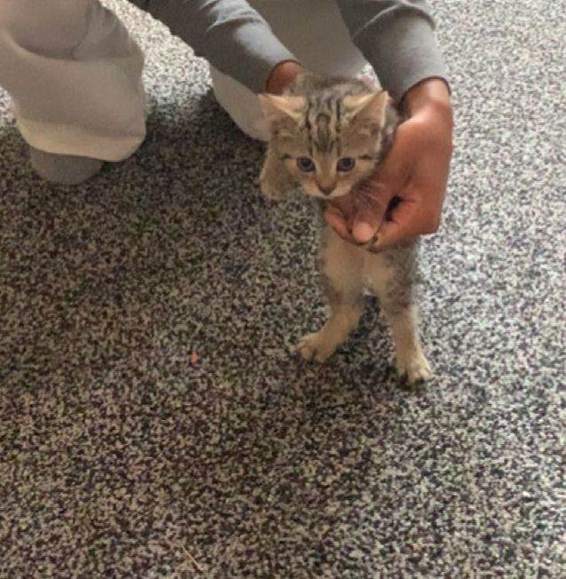 Lovely kitten