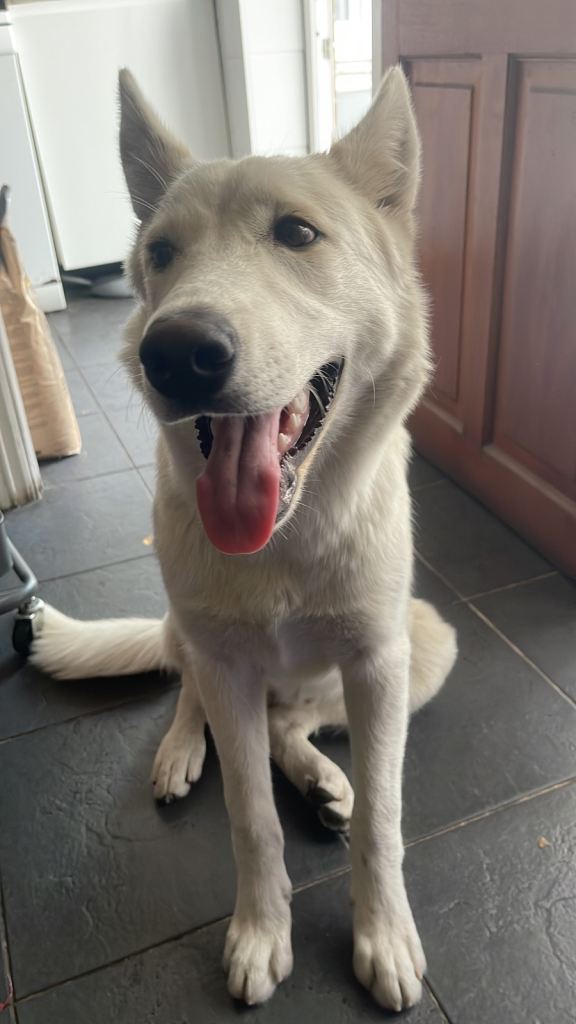 Husky puppy for sale 
