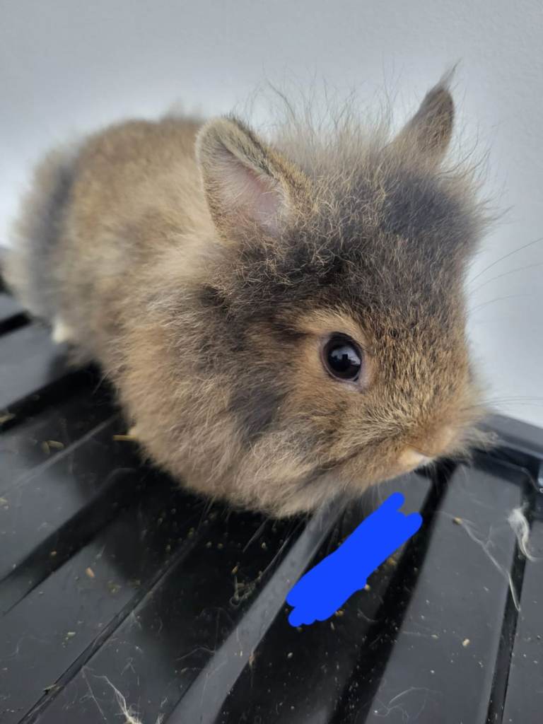 Baby rabbits ready to leave