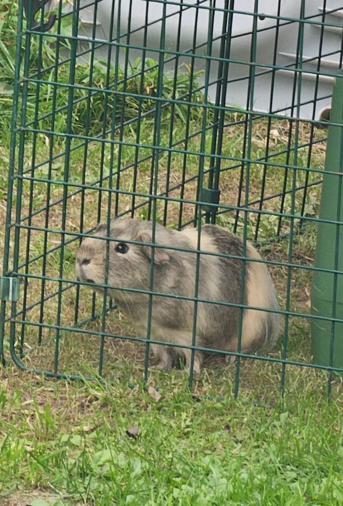 Guinea pigs 