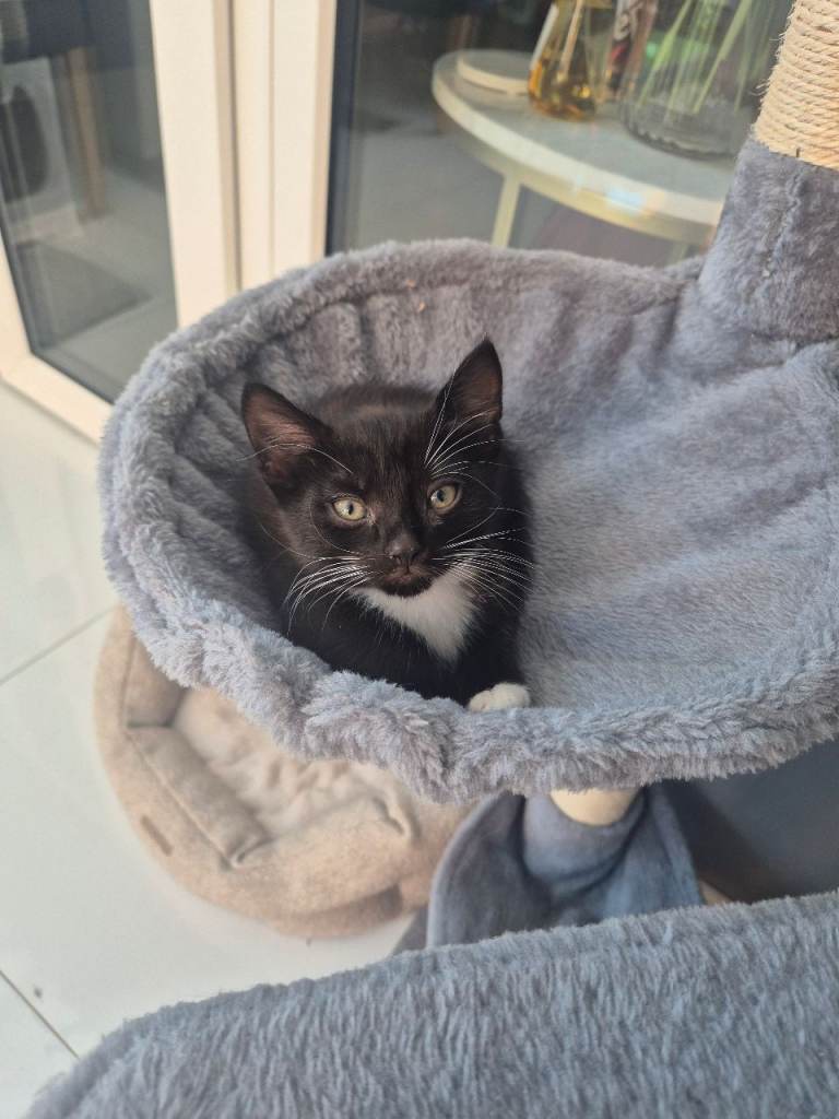 2 x black and white kittens
