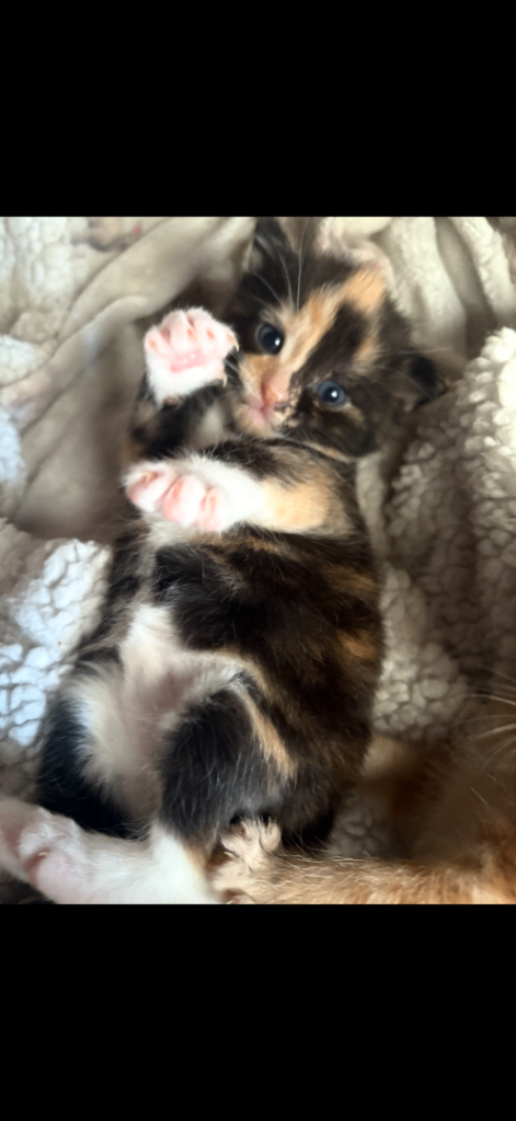 Kittens