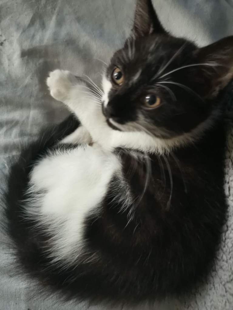 4 kittens for sale 