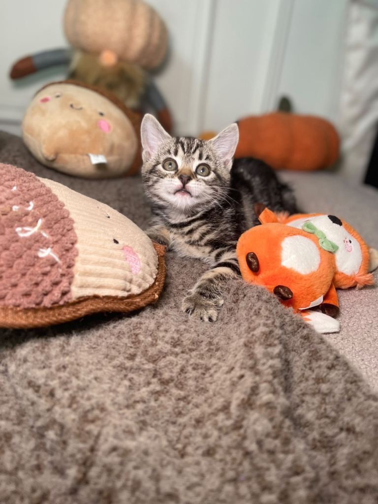 🐾 5 Adorable Kittens Looking for There Forever Homes 🐾