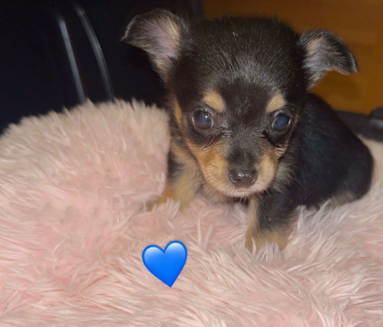 1 beautiful female Yorkshire terrier X puppies 