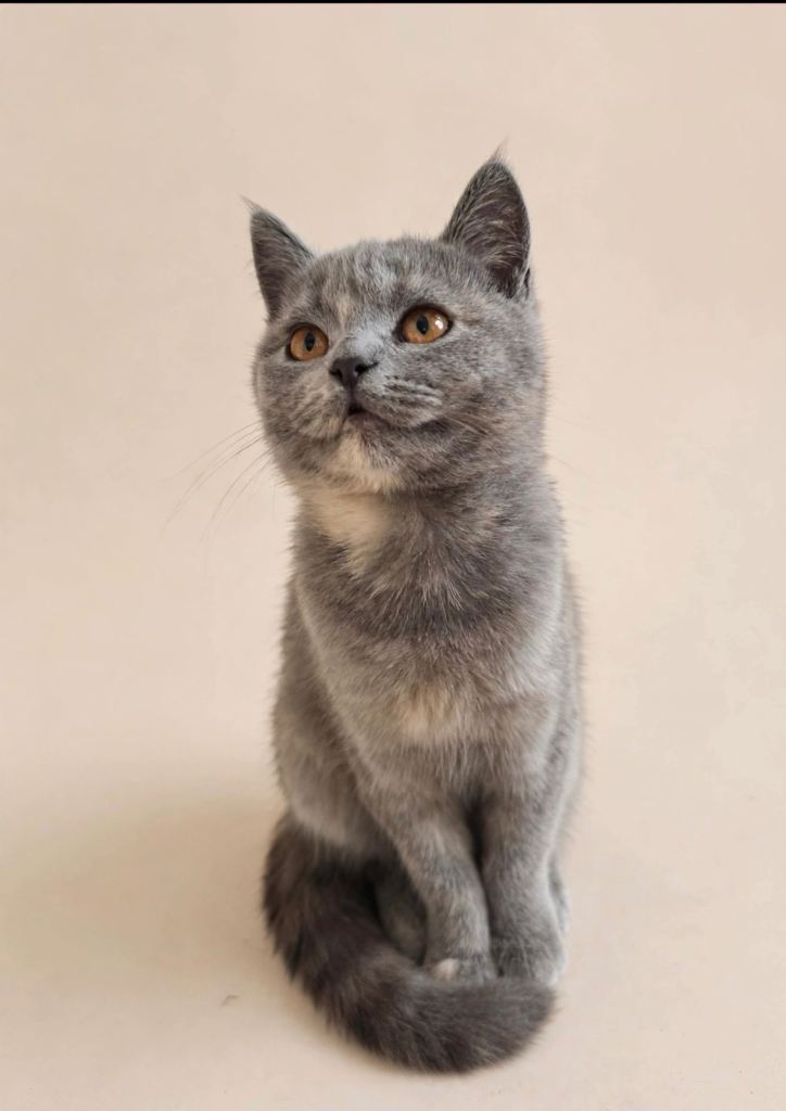 Fluffy British Shorthair and Persian female kitten indoor kitten - fully trained