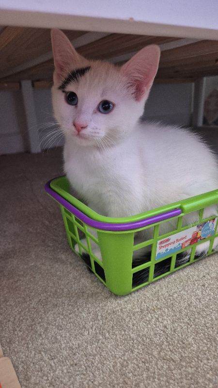 Beautiful white male kitten
