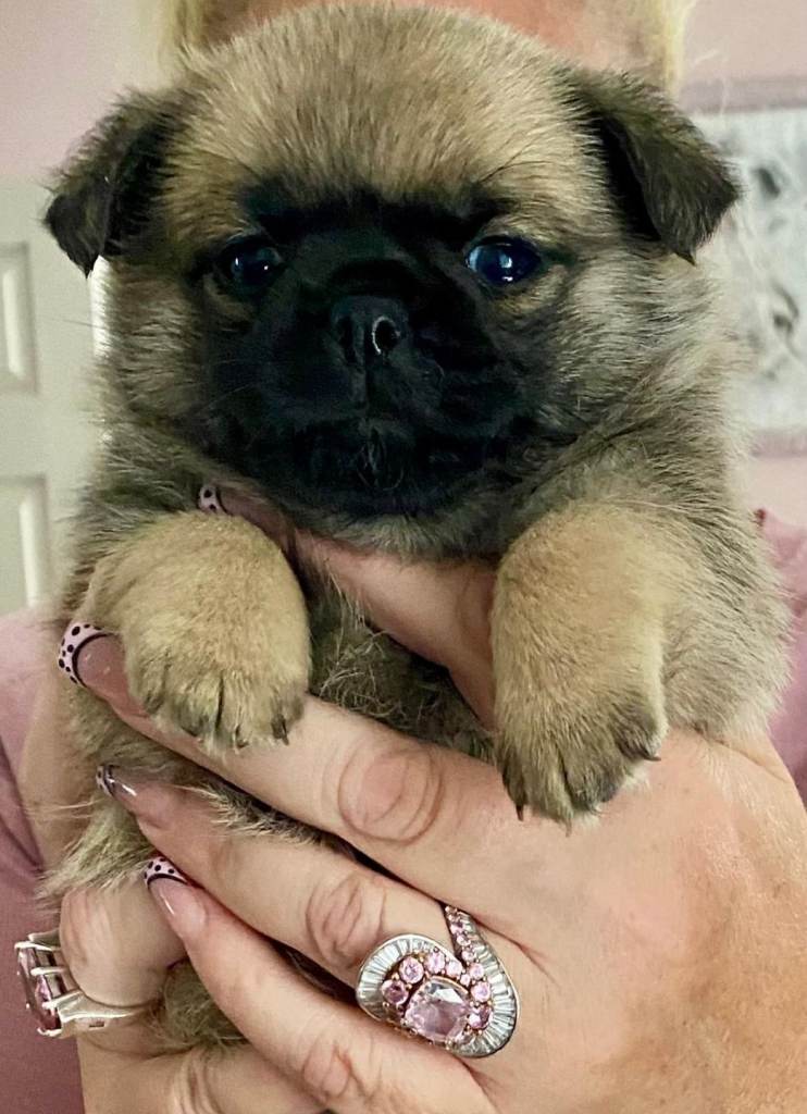 Pug pomchis 