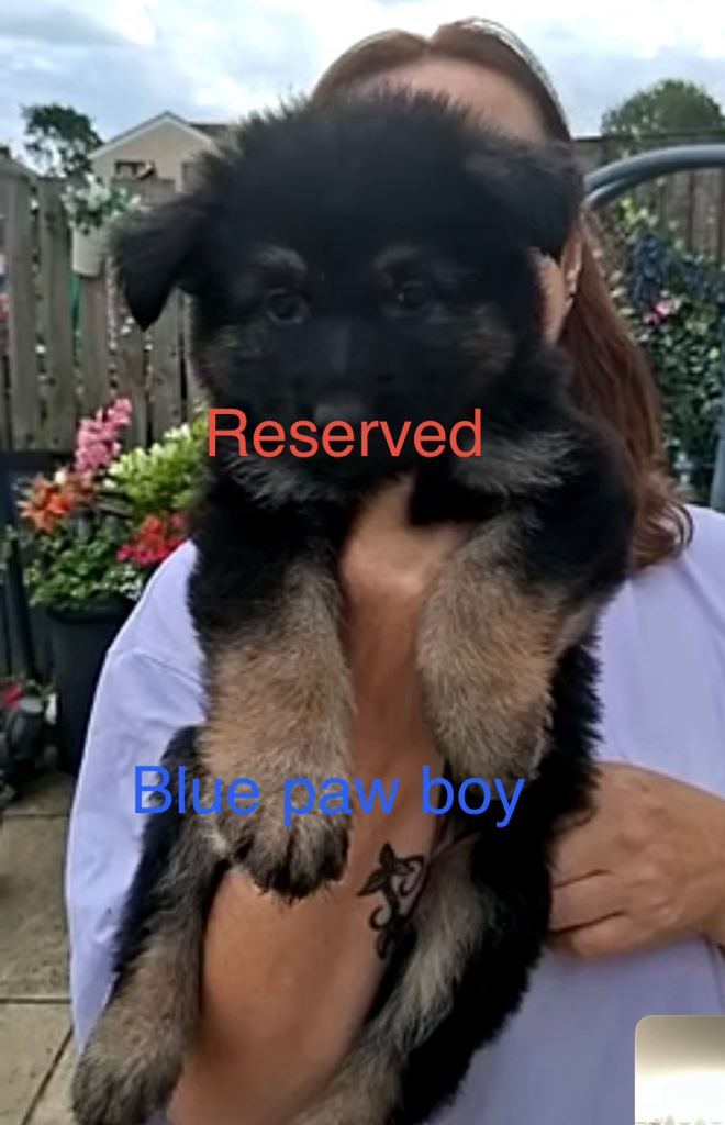 German shephard pups 