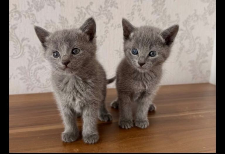 Lovable fluffy blue kittens