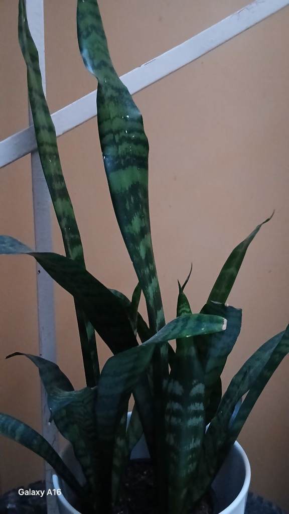 Dracaena Trifasciata Or Snake Plant