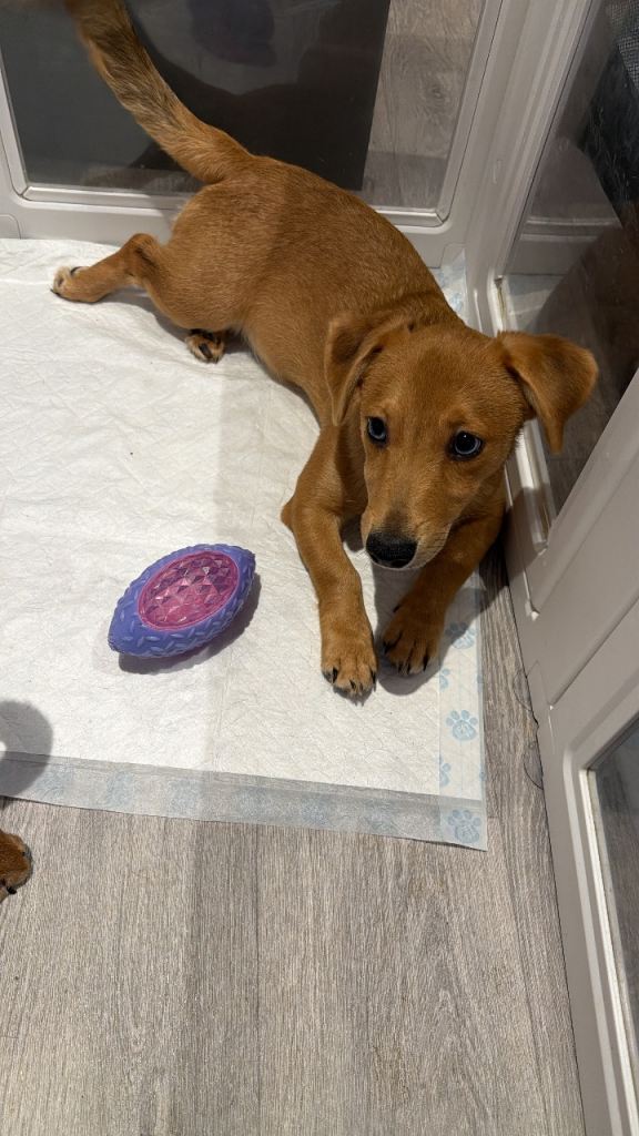 Jack Russell pup