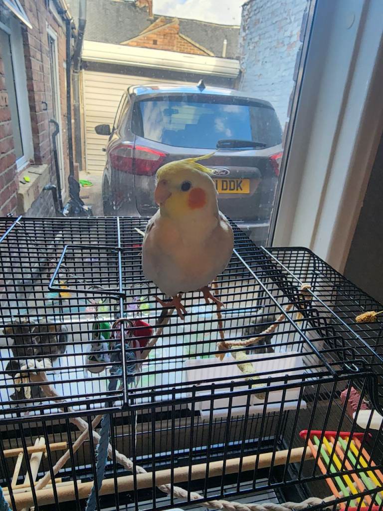 Singing Cockatiel