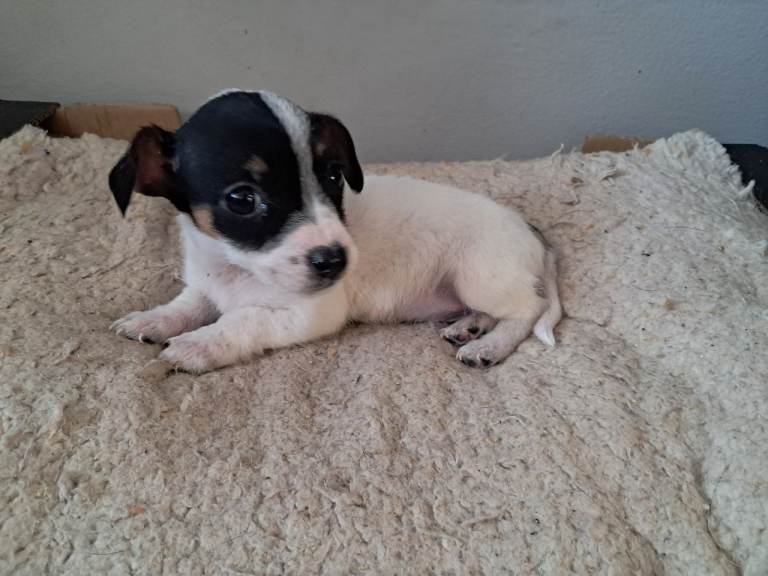 Last jack russell puppy