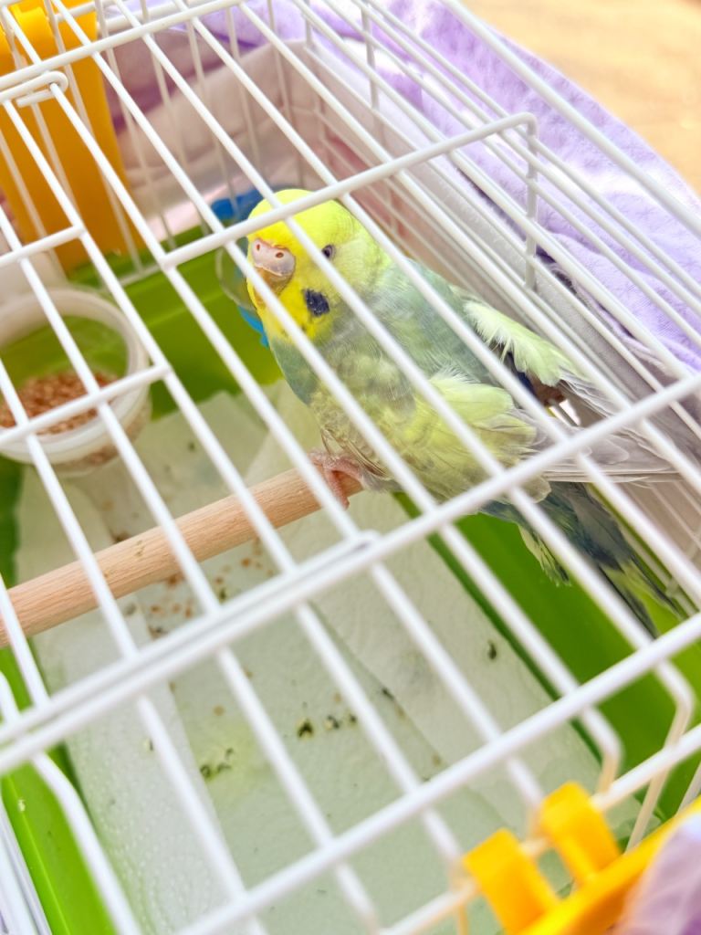 Beautiful Greenish 