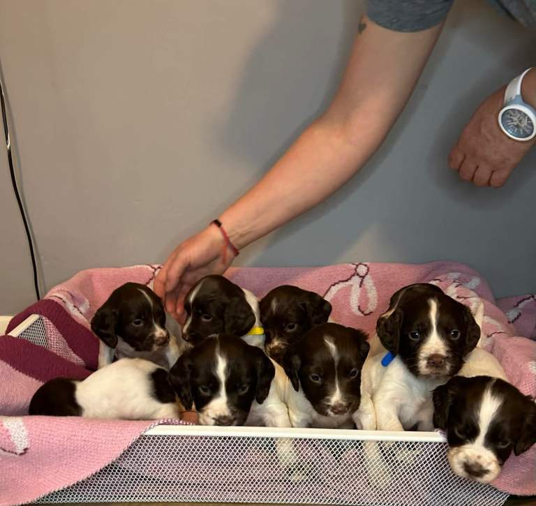 STUNNING ENGLISH SPRINGERS