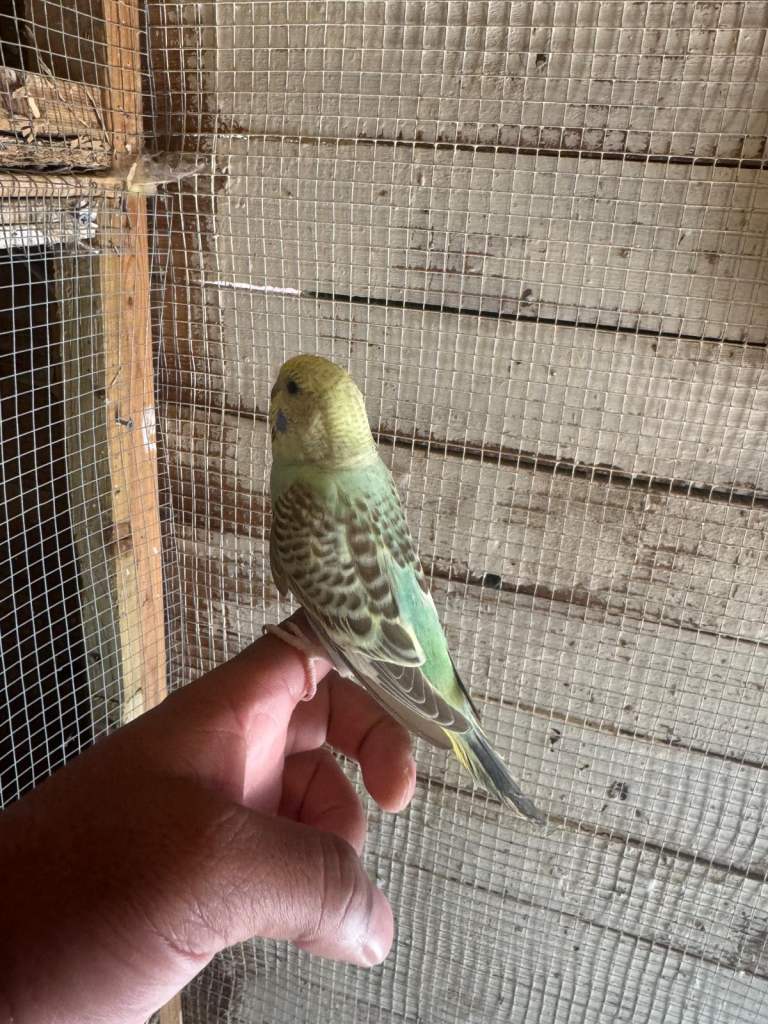 Baby budgies for sale £40 each collection mk404nn