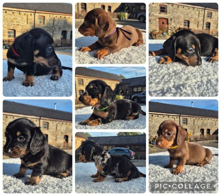 PRA CLEAR MINIATURE DACHSHUND PUPPIES