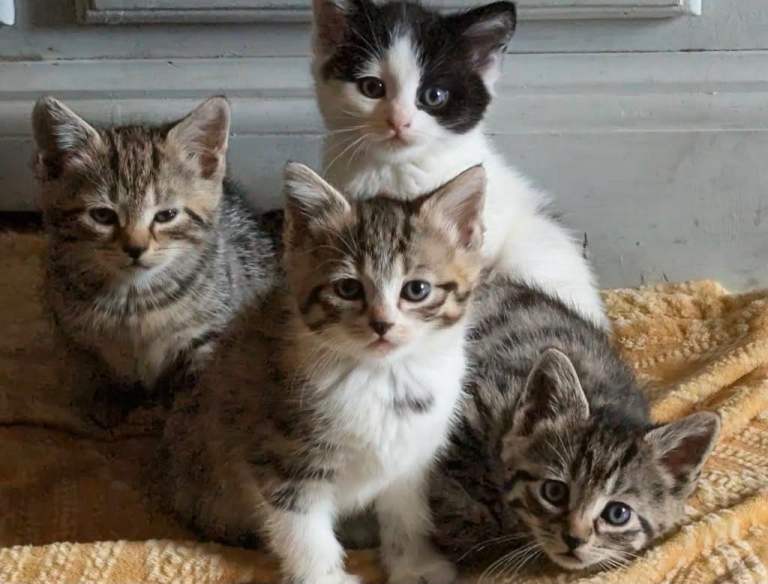 Kittens for sale 