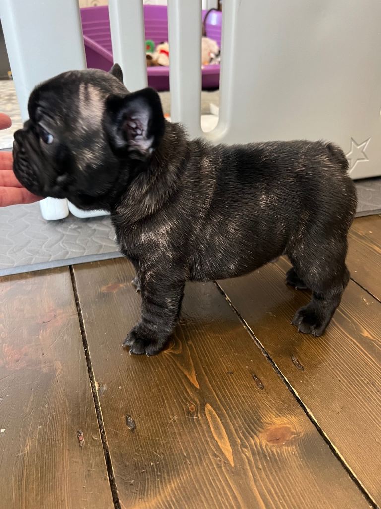 French Bulldog Puppy Brindle - Show Quality