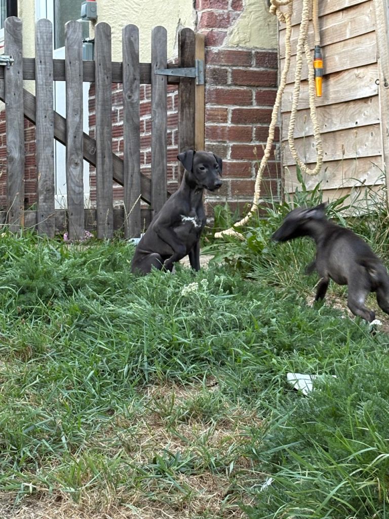 Italian greyhound x whippet 