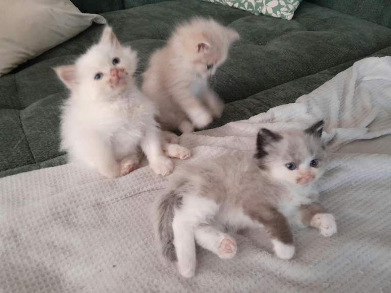 Amazing Ragdoll Kittens